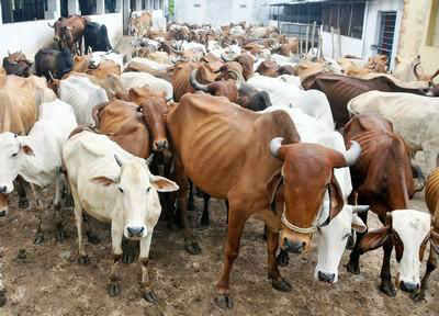 Memilih dan Memperlakukan Hewan Qurban