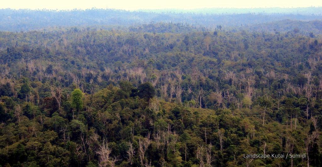 mengenal lebih jauh Taman Nasional Kutai