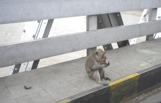 Jembatan identik dengan ramai kendaraan bermotor? Kata siapa? Masuk gan.