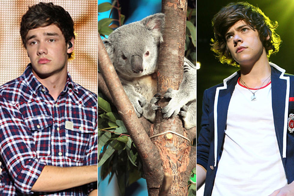 Koala itu imut? Baca ini dan agan akan berfikir dua kali.