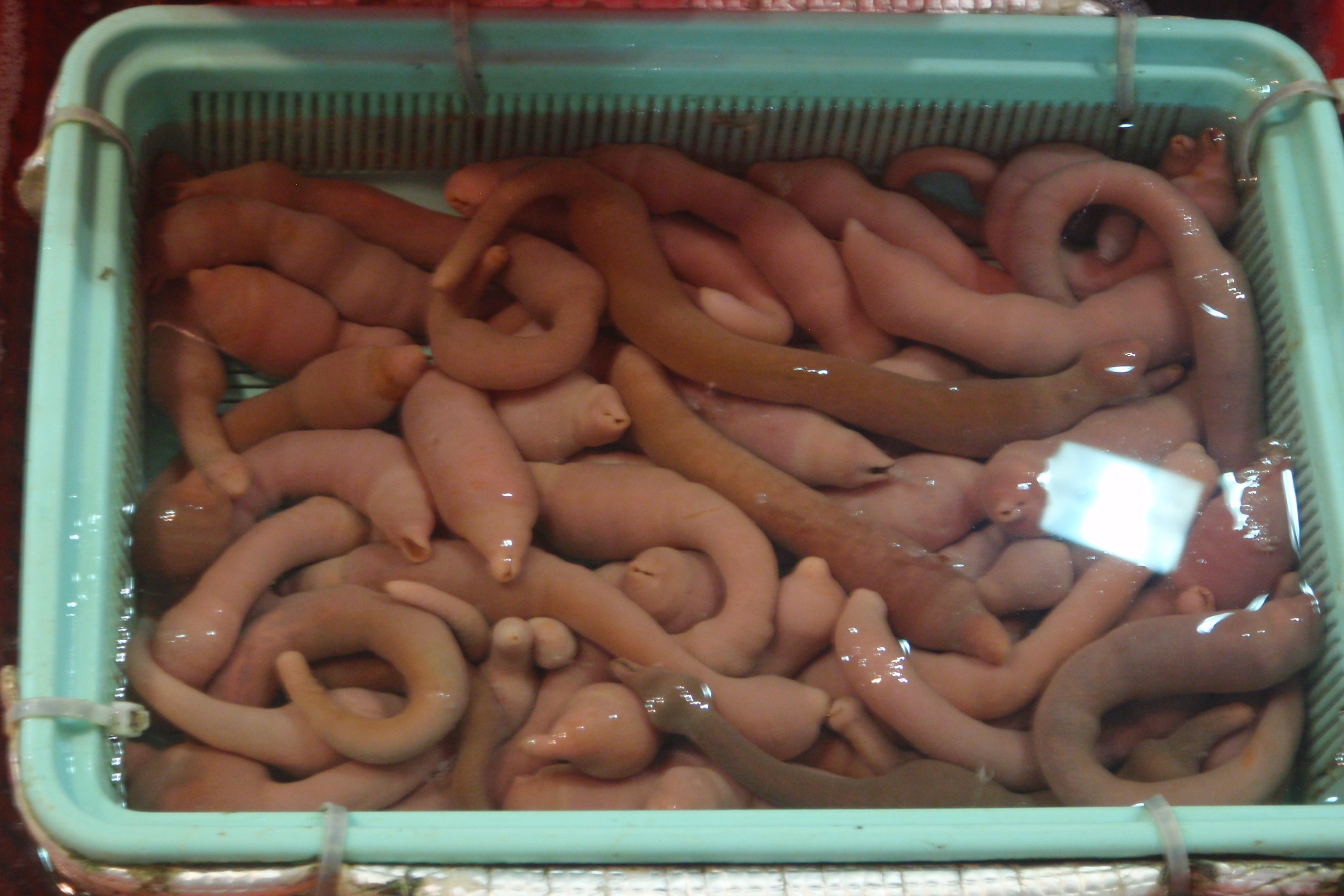 5 Fakta Tentang Penis! (Ahli Penis Mari Diskusi)