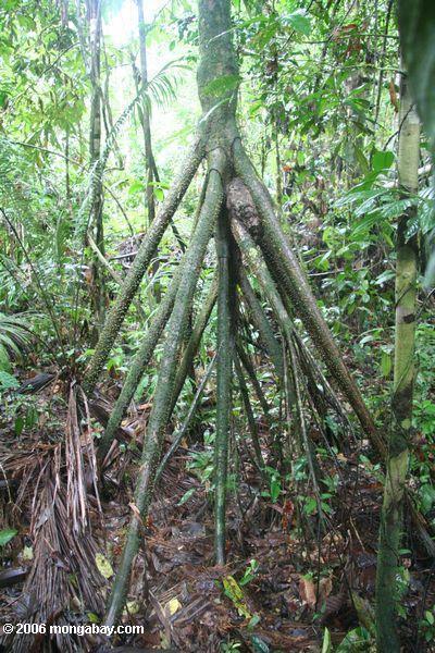 POHON yang BISA BERJALAN...masuk gan ( pic + video )