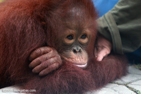 Kalau Indonesia gak bisa MELINDUNGI Orang Utan, Kenapa gak di jual aja?