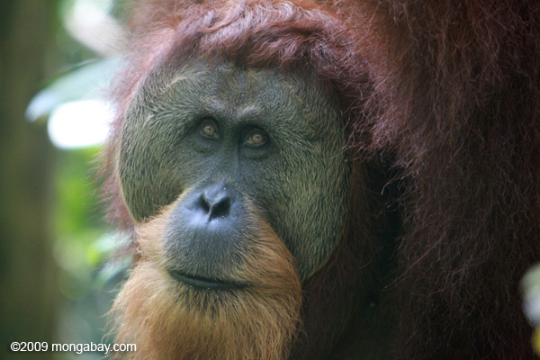 Kalau Indonesia gak bisa MELINDUNGI Orang Utan, Kenapa gak di jual aja?