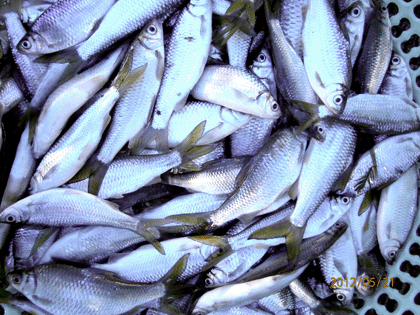 Ikan Pora-pora, Buah Tangan dari Danau Toba