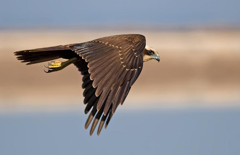 Burung - burung Eksotis Pada Saat Terbang