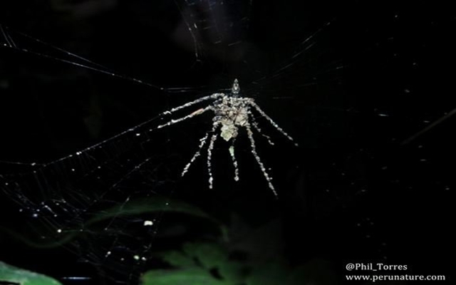 5 Hal Menakjubkan di Hutan Amazon Peru