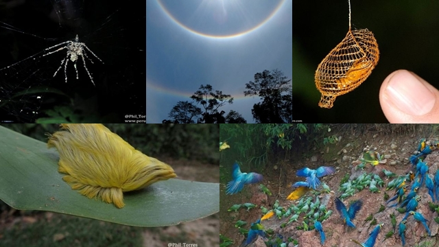 5 Hal Menakjubkan di Hutan Amazon Peru