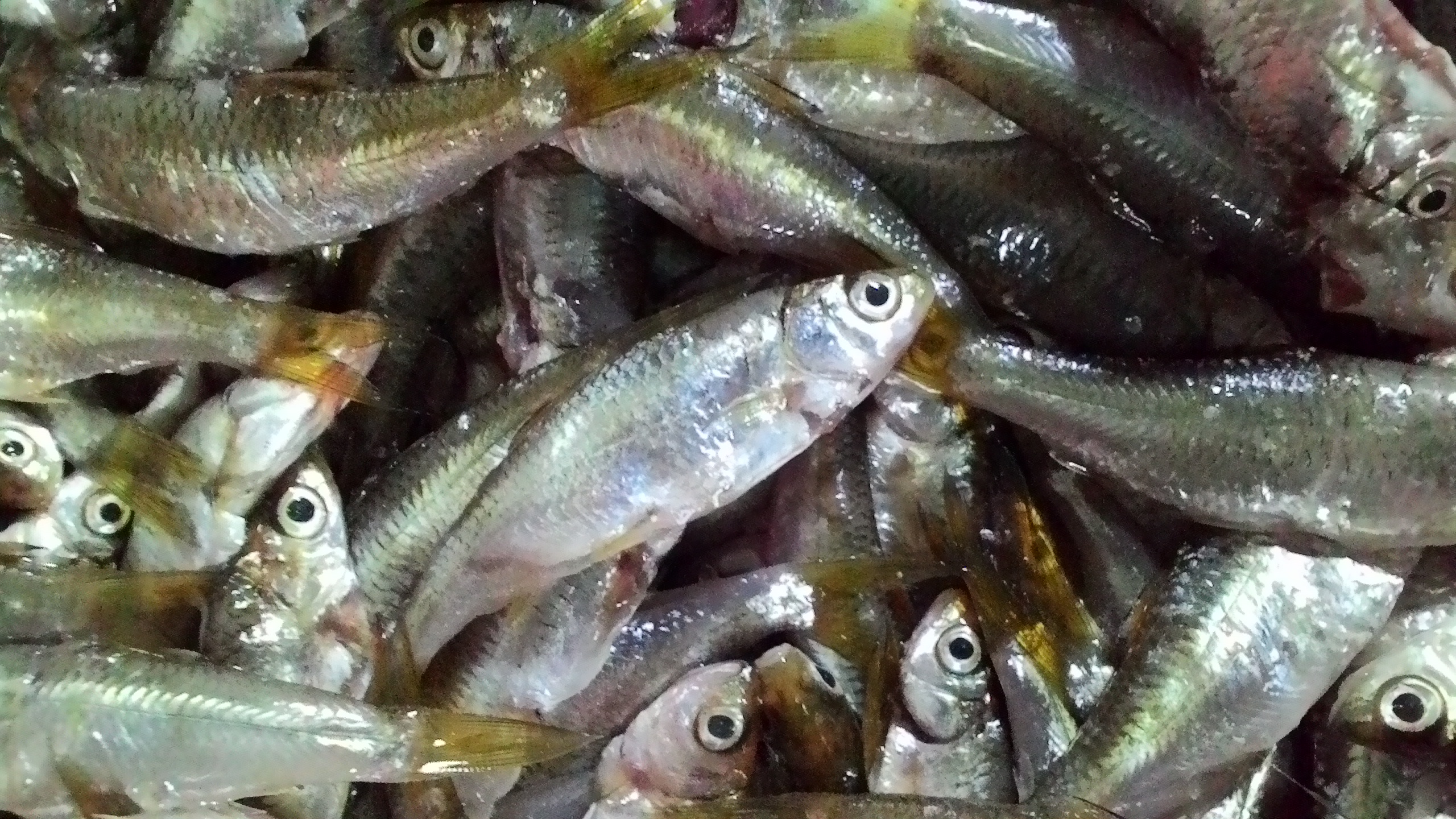 Fakta Unik Ikan Bilis Yang Katanya Bikin Pintar | KASKUS