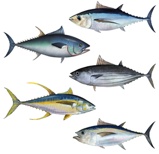 &#91;nastak-nasbung oon dilarang masuk&#93; menghitung kerugian Indonesia dr ilegal fishing