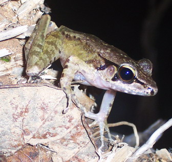 Kodok dan katak, Hewan Amfibi Yang Terabaikan (Pindah dari Lounge)