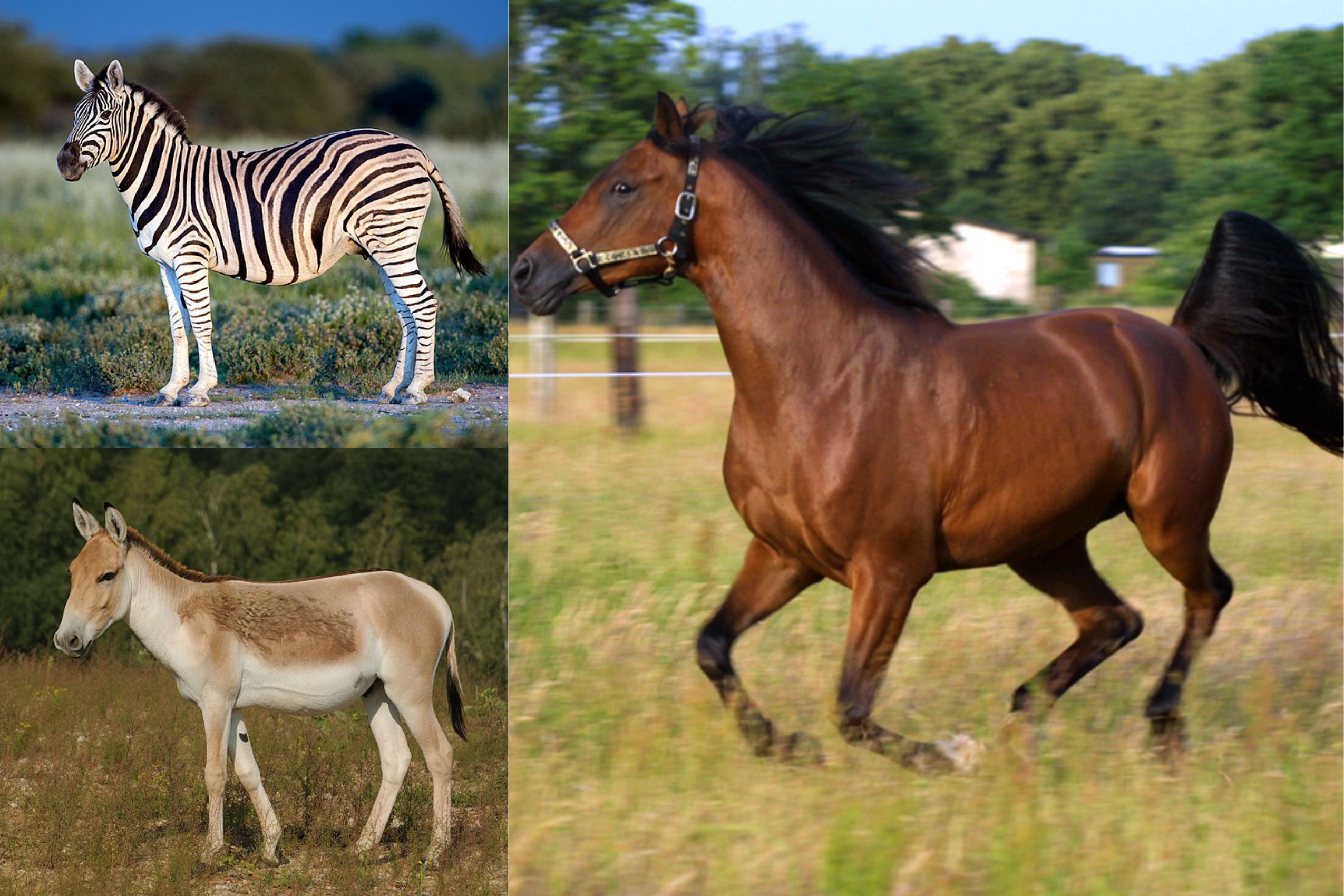 tidak-runtuhnya-teori-evolusi-dalam-20-jawaban---part-1