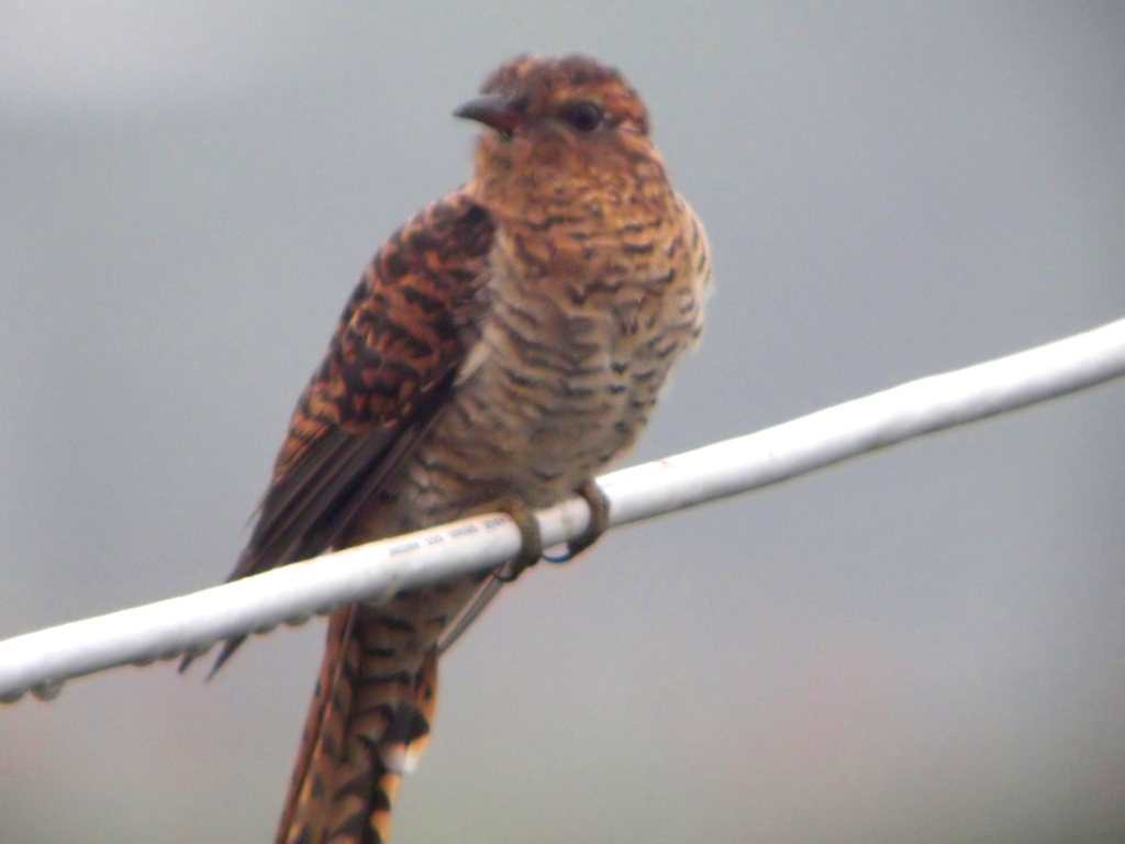 Gan Ane Ini Burung Apa Ya Kaskus