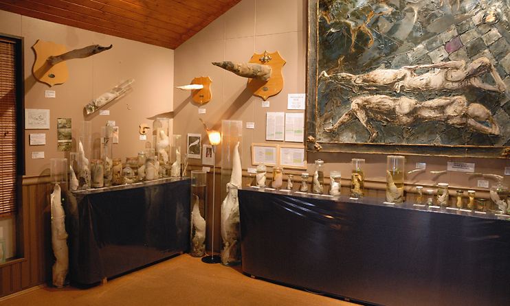 Museum Islandia dengan Koleksi Penis Terbesar di Dunia!