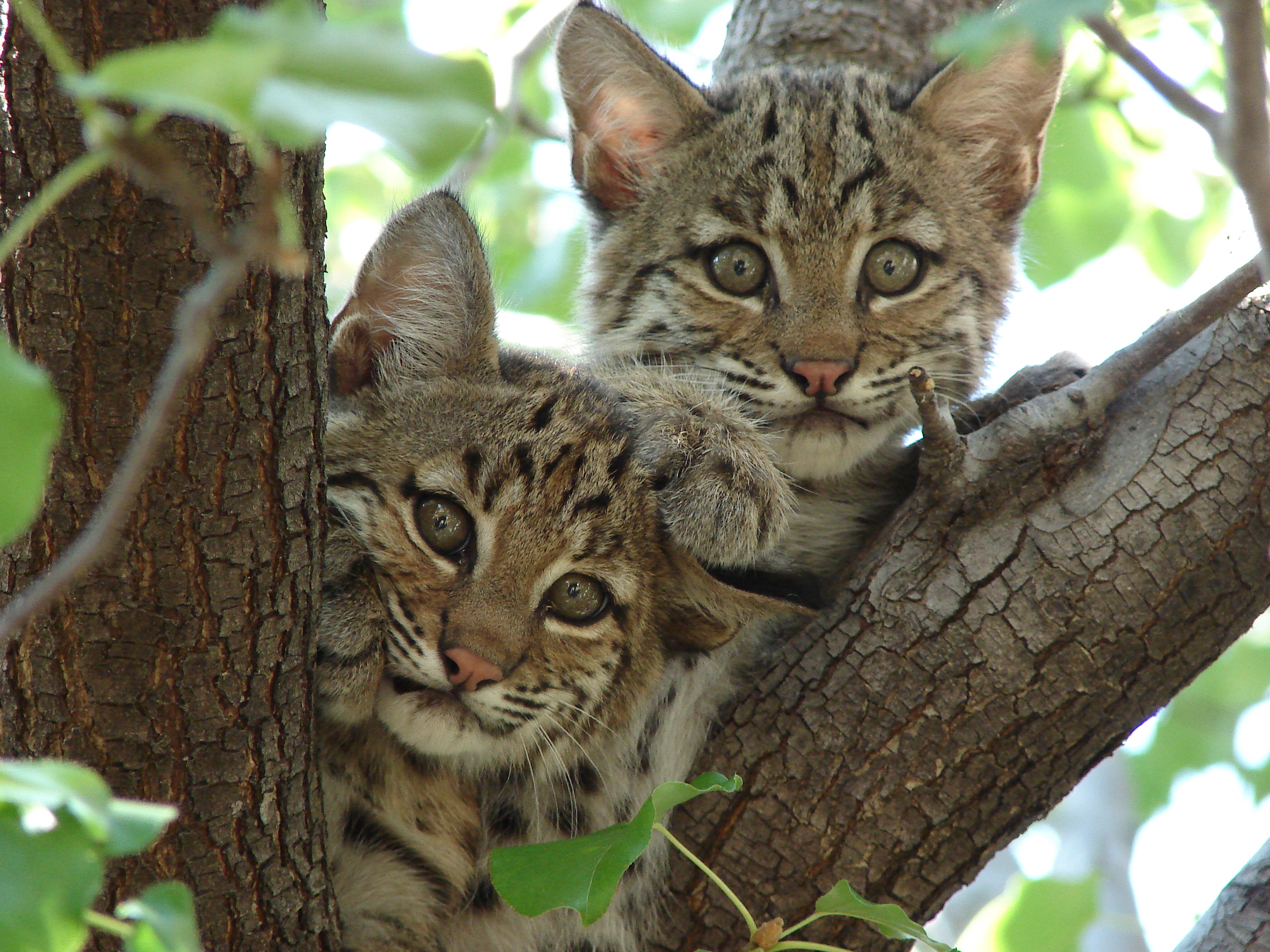 HOT ! Mengenal BOBCATS ! Kucing Lovers Masuk ! 