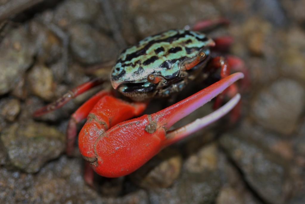 Kepiting Uca (Fiddler Crab) Yang Unik Dan Menawan