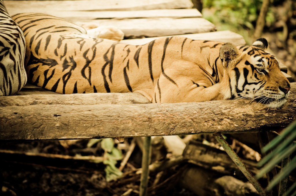 Berikut ini Spesies Harimau Langka/Punah Di Dunia