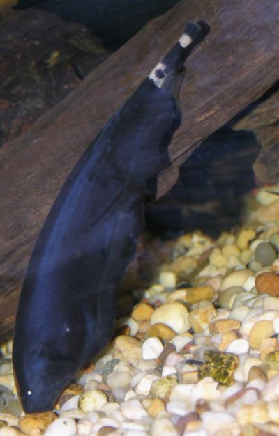 &#91;ask n share&#93; All about knifefish