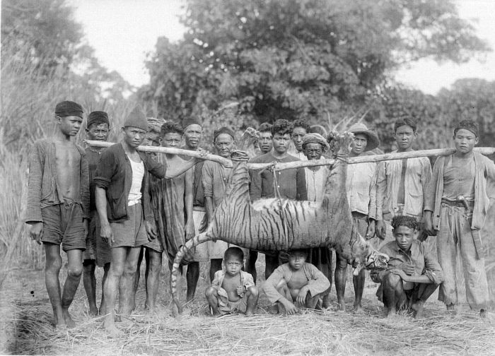rampog-macan-gladiator-asli-dari-tanah-jawa