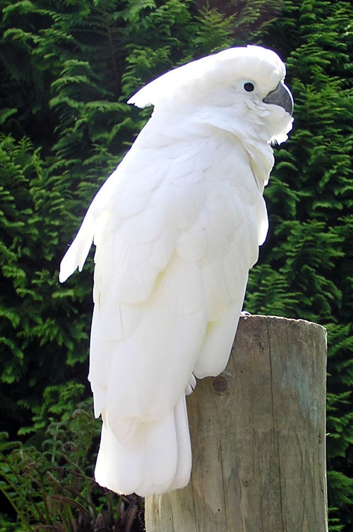 &#91;Sharing&#93; Burung Paruh Bengkok II