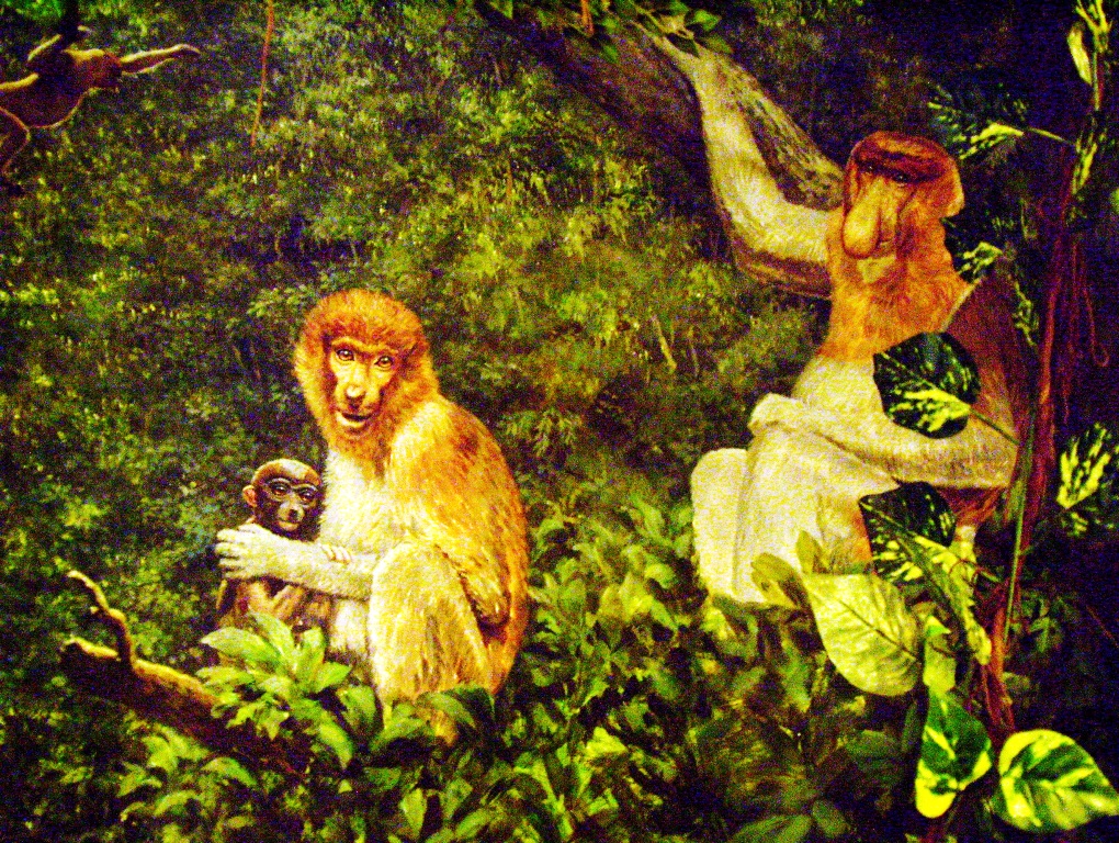 Di Indonesia Ada Lho yang Namanya Monyet Belanda