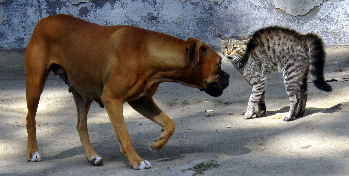 daftar-meme-anjing-vs-kucing-terbaik-untuk-semua-penggemar-kucing-dan-anjing
