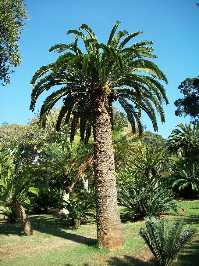 Encephalartos woodii (Wood's Cycad)