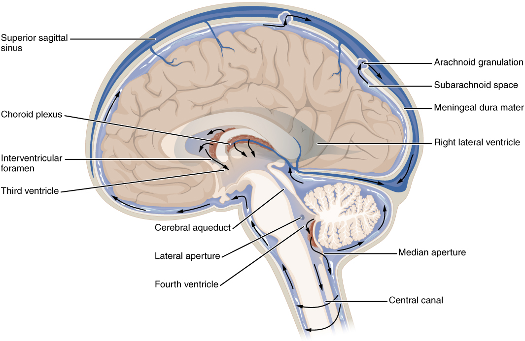 ternyata-organ-tubuh-ini-banyak-fungsinya