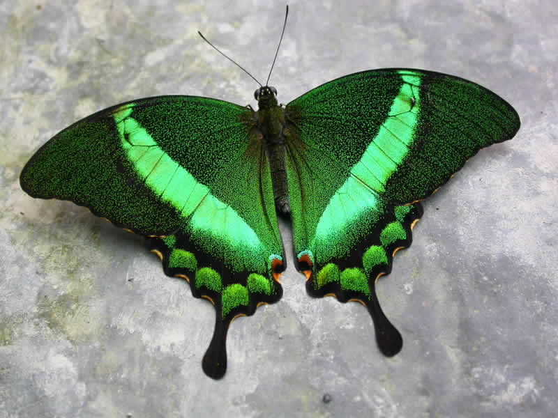 Kupu kupu cantik ini ternyata ada di indonesia!