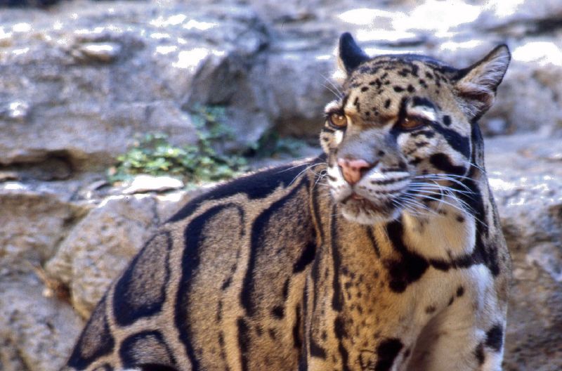 Neofelis Diardi / Marbled Leopard &#91; Kucing Hutan Asli INDONESIA &#93;