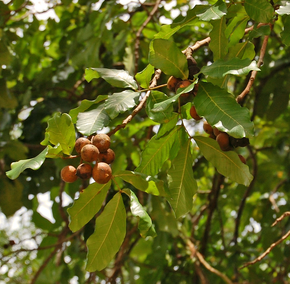 Jakarta Kota Flora