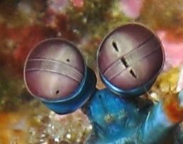 Udang Sentadu, Udang Super dari Bawah Laut