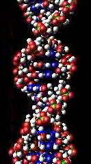 Fakta Unik DNA Manusia
