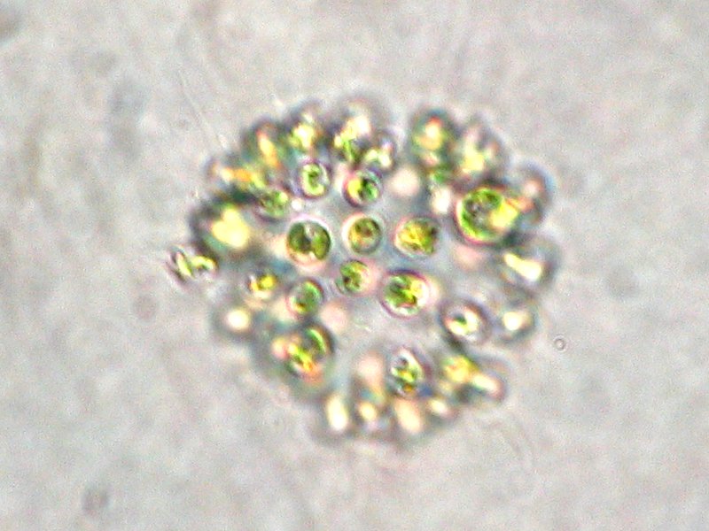 Cyanobacteria, Spesies tertua di bumi gan!!! 