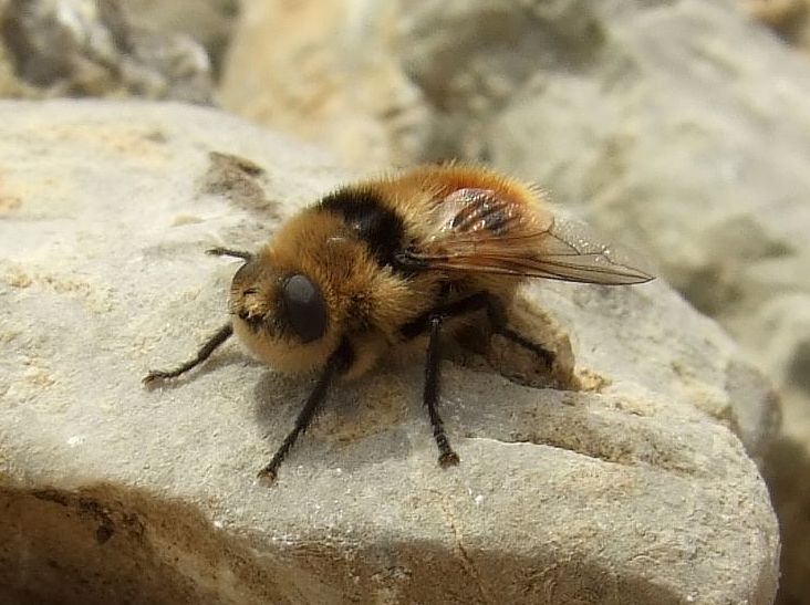 Lalat BOTFLY Bertelur Di Dalam Tubuh Manusia
