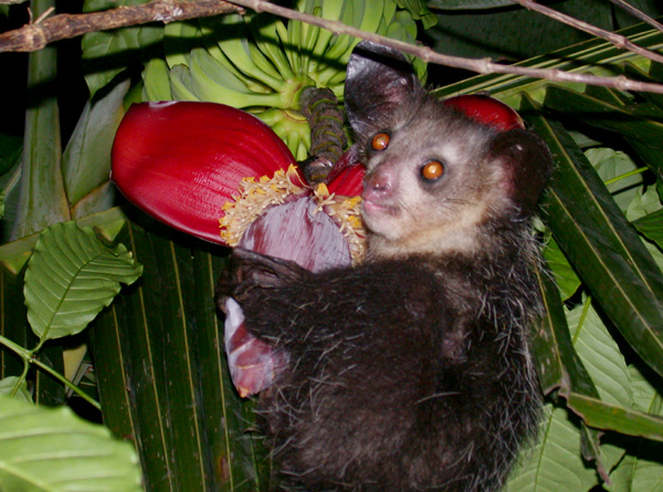 Mengenal jenis-jenis Lemur, primata asli Madagascar
