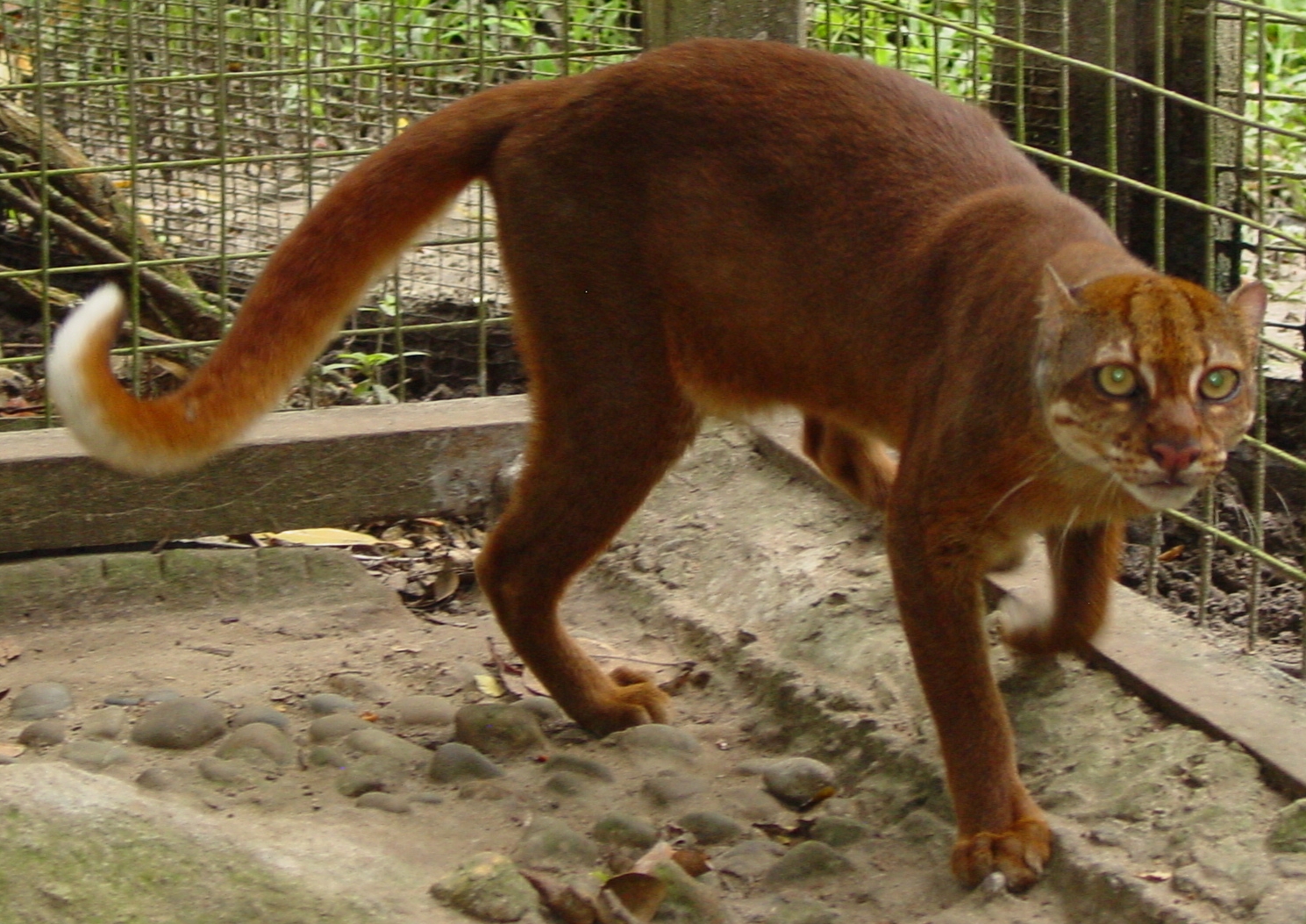 6 Jenis Kucing Eksotis Asli Indonesia ini Terancam Punah, Gan! 