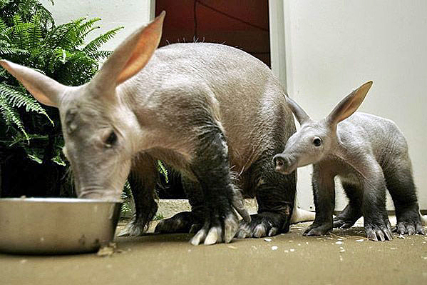 Aardvark, Babi Berwajah Tikus Pemakan Semut