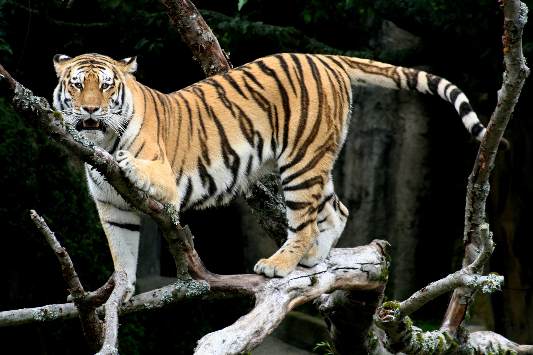 Крупные виды животных. Амурский тигр. Амурский тигр хвост. Уссурийский тигр. Туранский тигр.