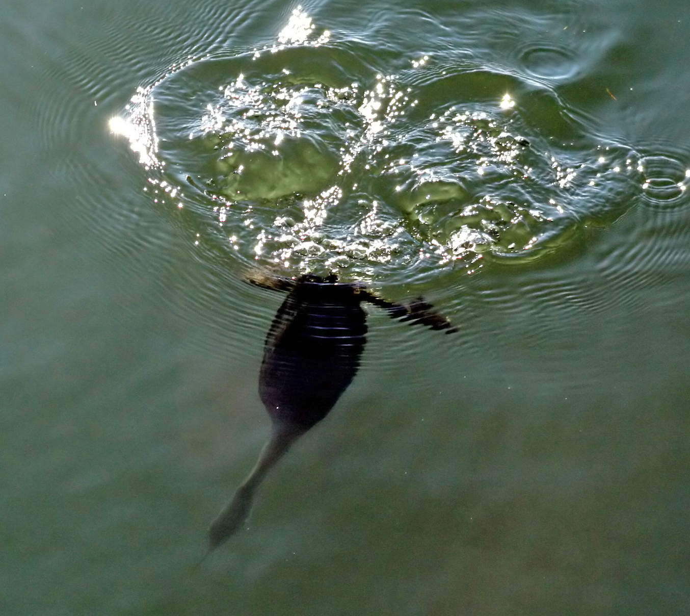 &#91;AMAZING&#93; 5 Spesies Burung Penyelam Handal di Dunia