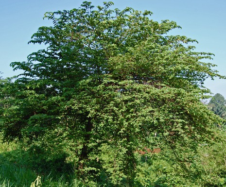 pohon-pohon-yang-mendatangkan-kebersamaan