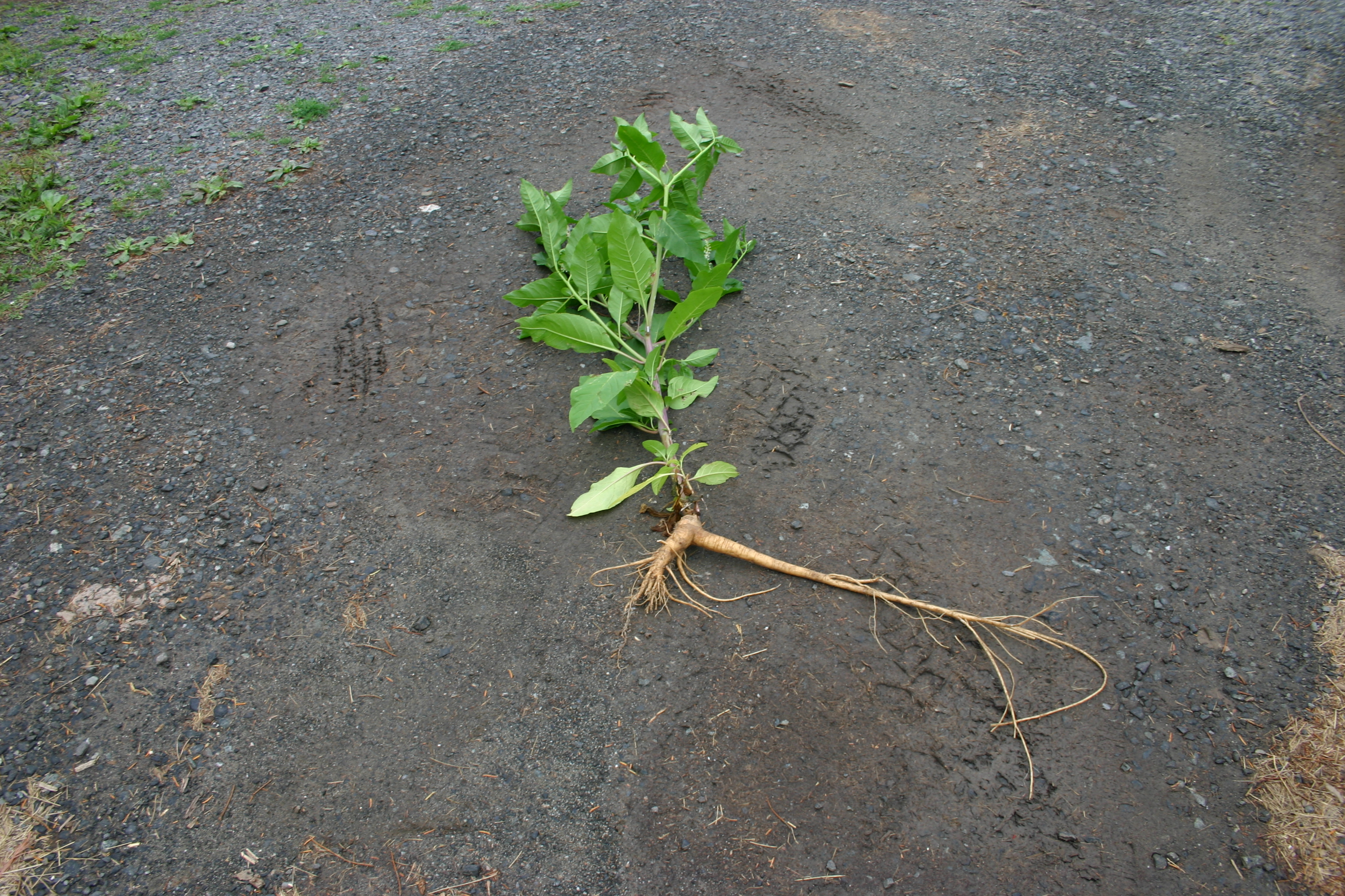 Tanaman Ini Bukan Ginseng Korea Dan Purwoceng