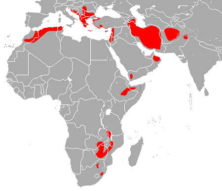 rhinolophus-blasii-kelelawar-langka-dari-afrika-yang-lucu-dan-unik