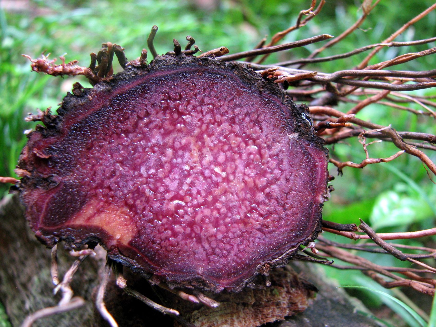 ente ngerti makanan ini? berarti ente orang ndeso!