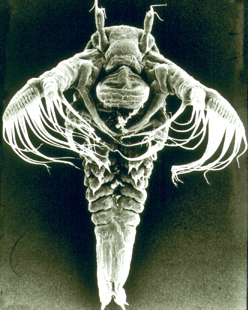 Triops, Satu-Satunya Spesies Binatang yang Telah Bertahan Selama 350 Juta Tahun