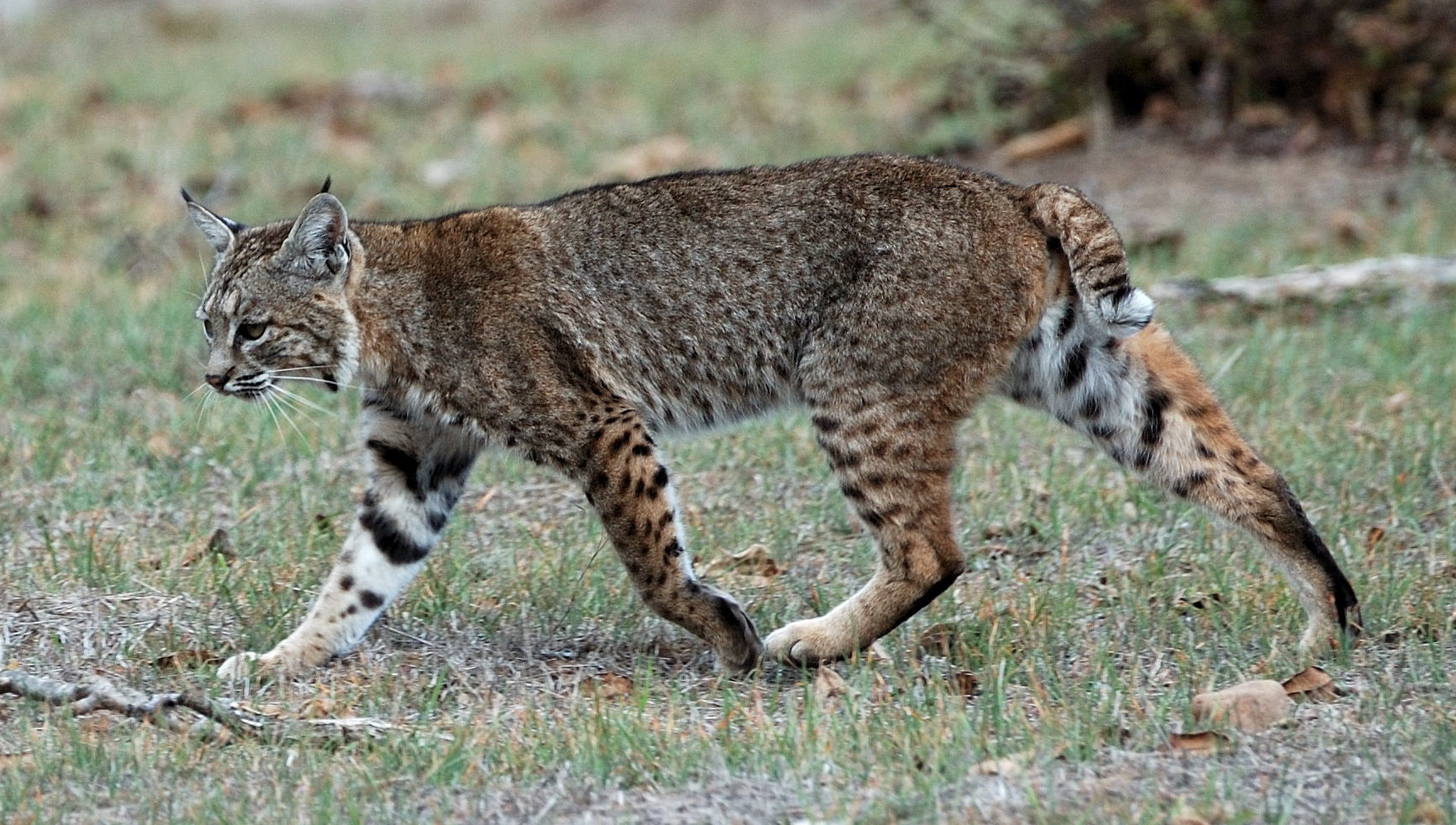 HOT ! Mengenal BOBCATS ! Kucing Lovers Masuk ! 