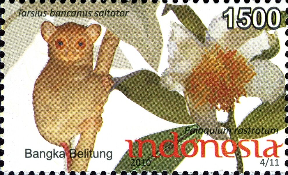 Hewan-hewan Unik Khas Indonesia yg Jarang Orang Tahu! PART 14