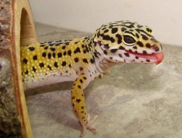 10 Hewan dengan Maintaince Paling KECIL