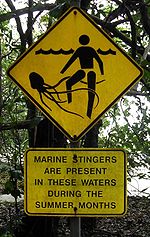 Marine Stingers, Spesies Ubur - ubur paling berbisa