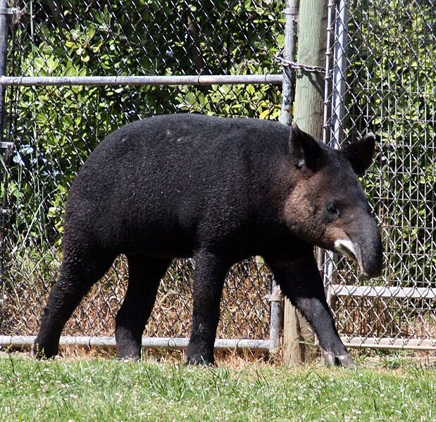 Tapir Jenis Baru Ditemukan di Hutan Amazon